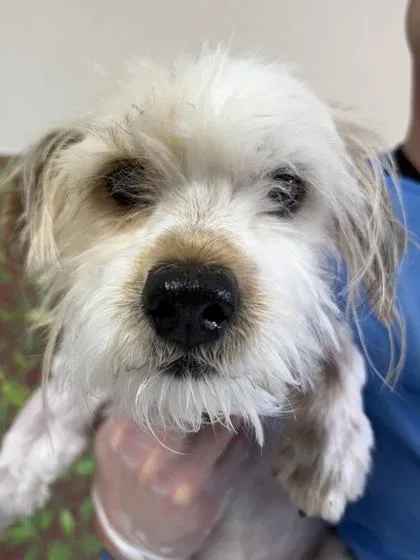An adult small-sized male Terrier dog named Vesuvious for adoption in San Antonio, TX