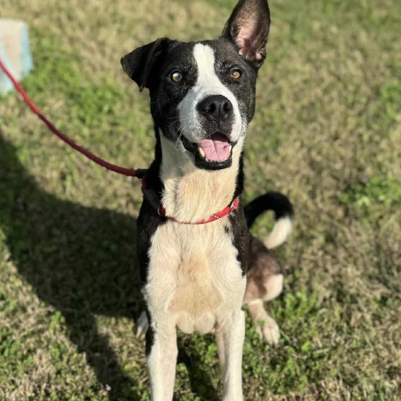 An adult medium-sized male Black Border Collie dog named Charlie Brown for adoption in Webster, TX