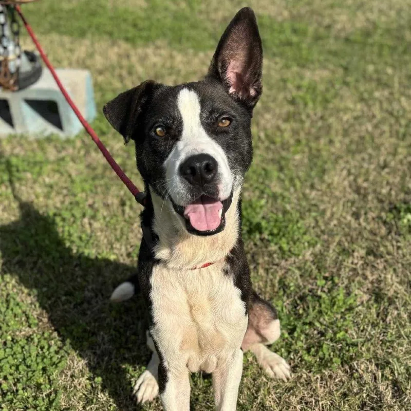 Charlie Brown thumbnail 2