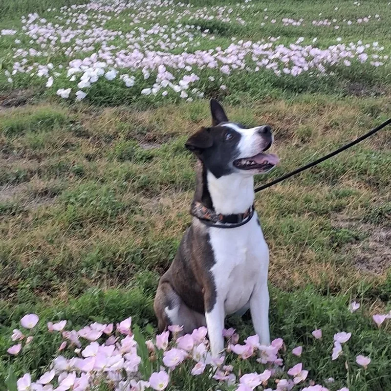 Charlie Brown thumbnail 3