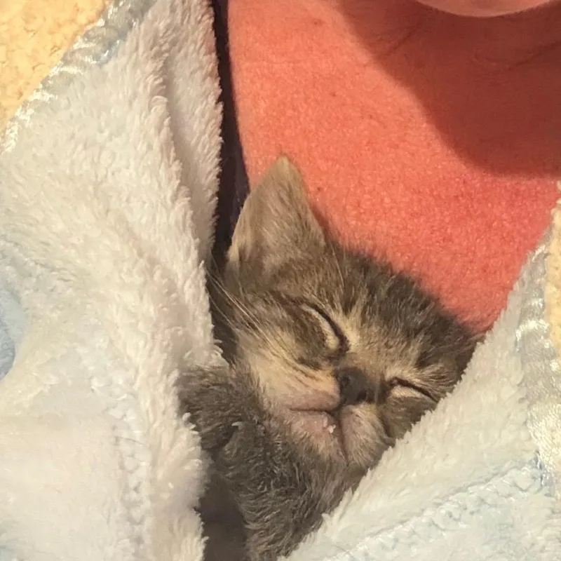 A baby small-sized female Domestic Short Hair cat named Nugget for adoption in Maple Falls, WA