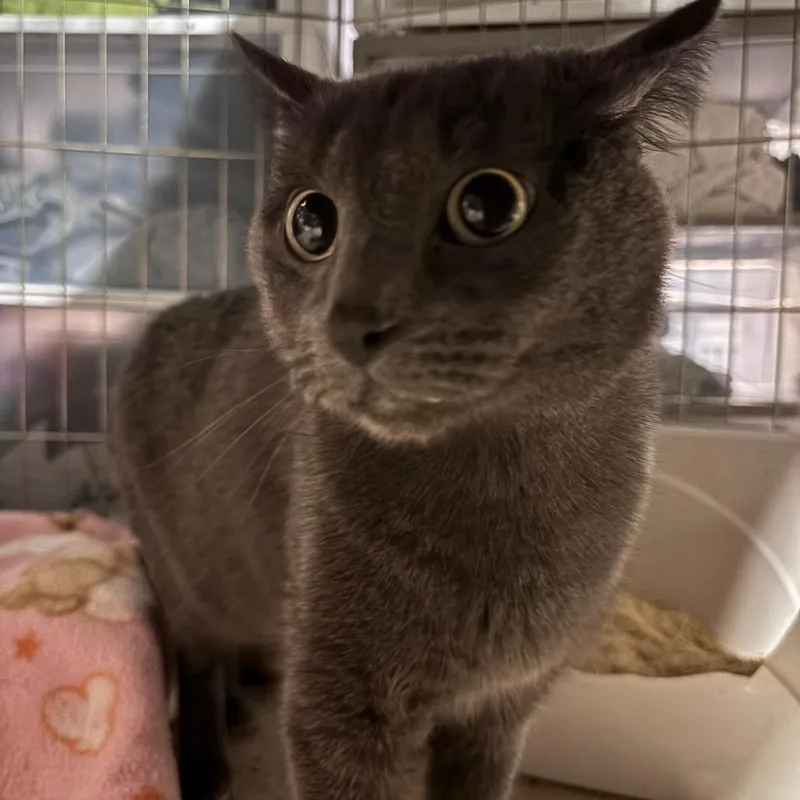 A young small-sized female Gray / Blue / Silver Domestic Short Hair cat named Princess Diana C for adoption in Princeton, MN