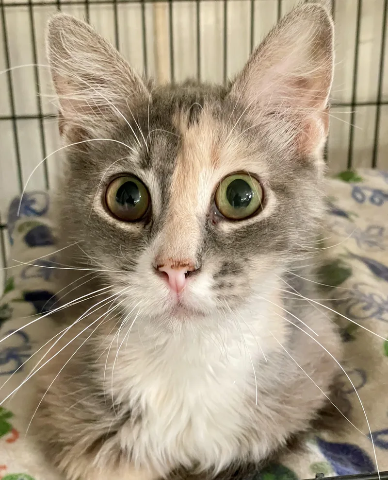 An adult medium-sized female Dilute Calico Domestic Medium Hair cat named Patches for adoption in Lacon, IL