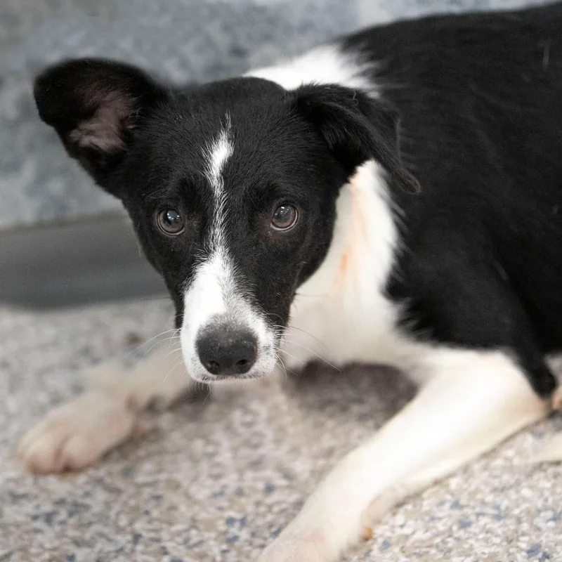 A young small-sized female Black Border Collie dog named Uno for adoption in Peyton, CO