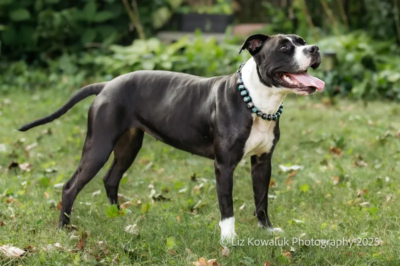 Shy Star thumbnail 2