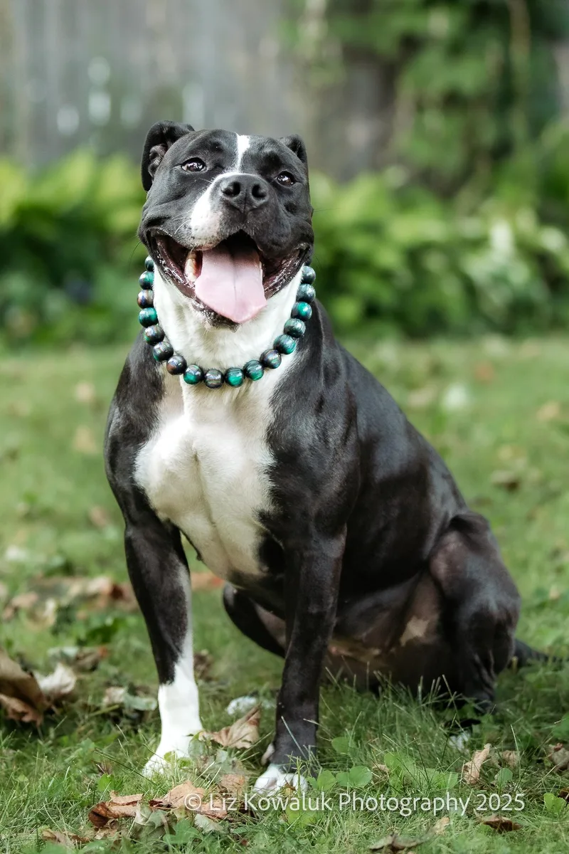 Shy Star thumbnail 5