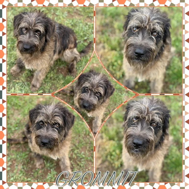 An adult medium-sized male Brown / Chocolate Standard Schnauzer dog named Grommit for adoption in Fort Smith, AR