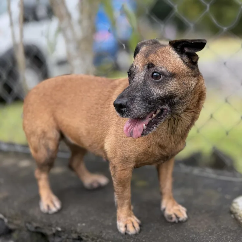 An adult medium-sized female Brown / Chocolate Mixed Breed dog named NoeNoe for adoption in Keaau, HI