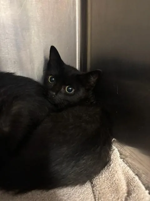 A baby medium-sized male Domestic Short Hair cat named Darkrai for adoption in Huntsville, AL