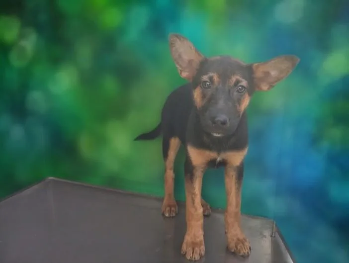 A young small-sized female German Shepherd Dog dog named Princess for adoption in San Pedro, CA