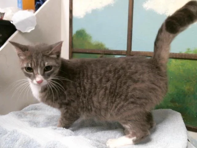 An adult large-sized female Domestic Short Hair cat named Prissy for adoption in Houston, TX