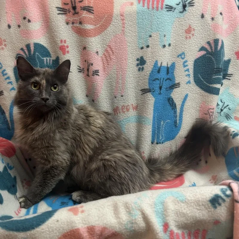 A young medium-sized female Tortoiseshell Domestic Medium Hair cat named Pink for adoption in Columbia, MO