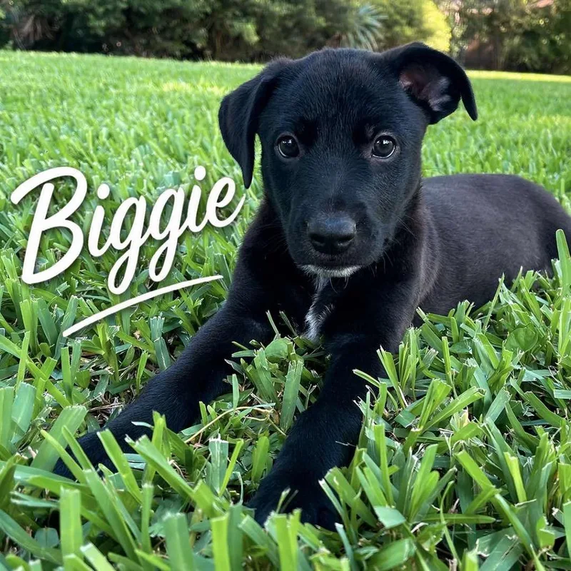 Biggie P
