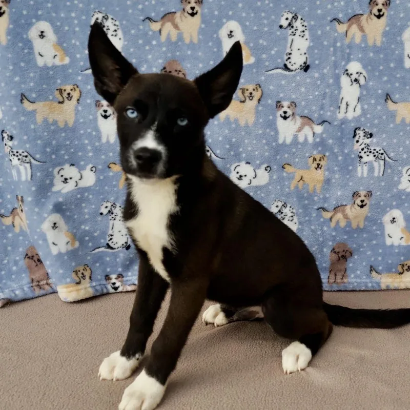A baby small-sized male Sable Husky dog named Elmer for adoption in Carencro, LA