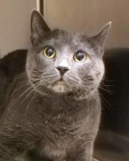 An adult medium-sized male Domestic Short Hair cat named Milo for adoption in Fishers, IN