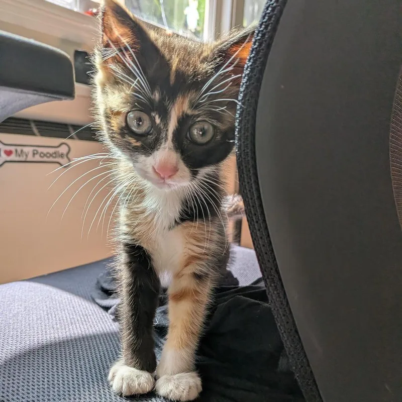 A young small-sized female Domestic Short Hair cat named Turtle for adoption in Point Richmond, CA