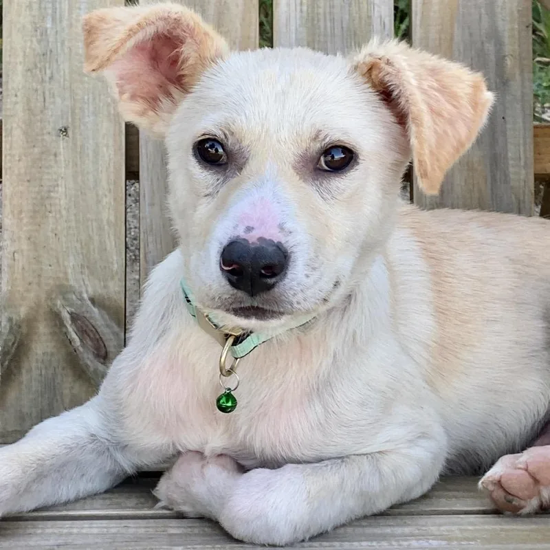 A young medium-sized male White / Cream Mixed Breed dog named Messi for adoption in Buffalo, MN