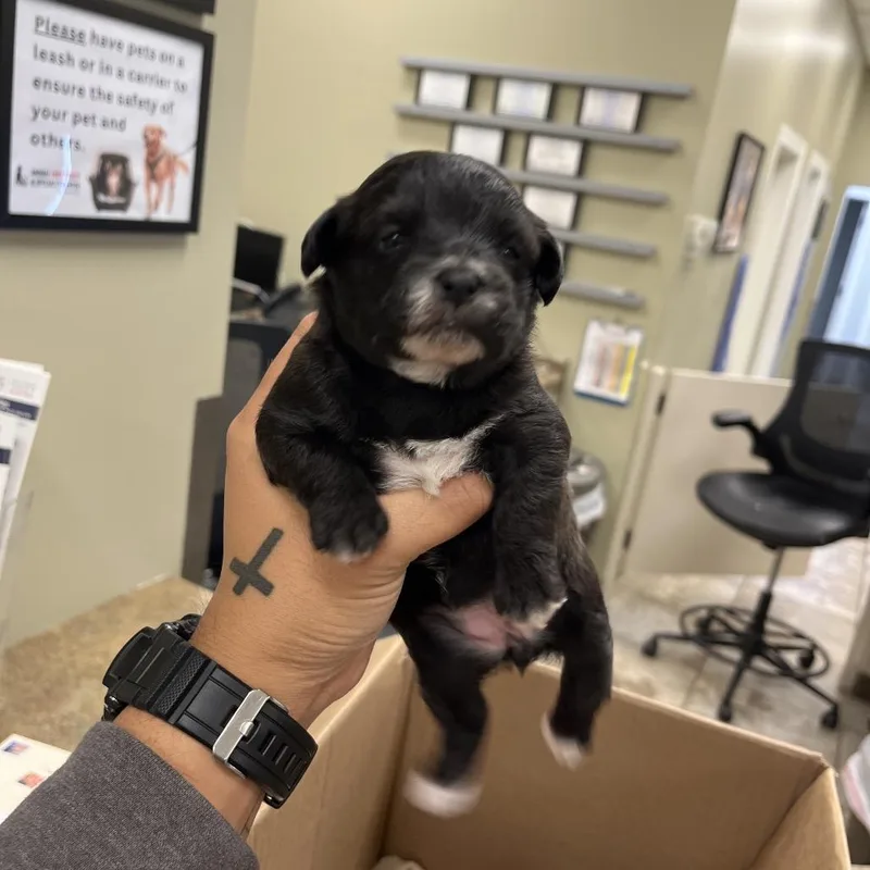 A baby small-sized female Black Mixed Breed dog named Smirnoff for adoption in Chattanooga, TN
