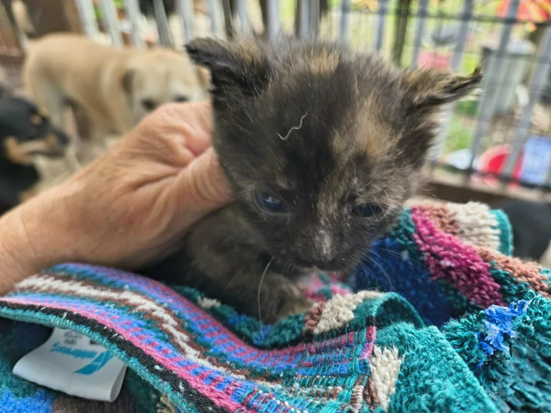 A baby small-sized female Tortoiseshell cat named Precious for adoption in Stover, MO