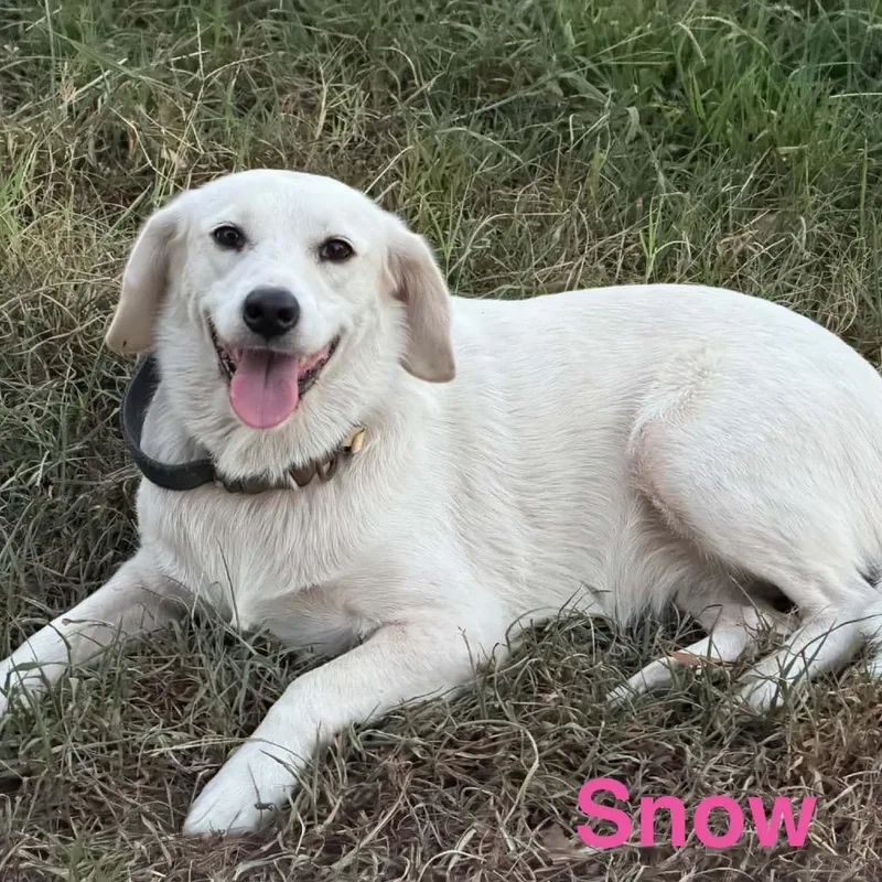 An adult medium-sized female White / Cream Labrador Retriever dog named Snow for adoption in Hackett, AR