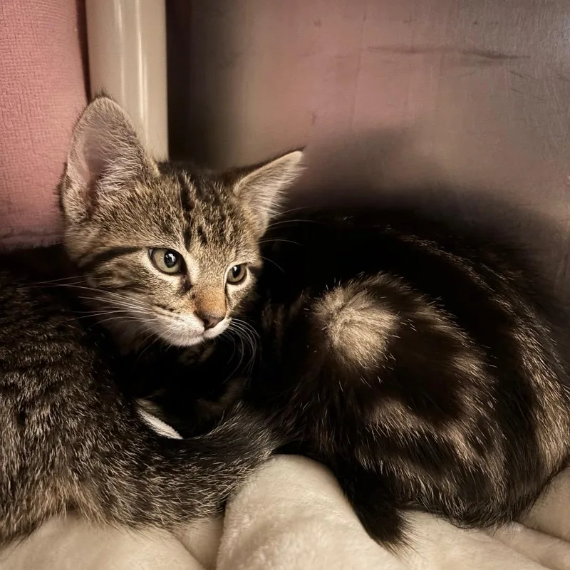 A baby small-sized male Brown / Chocolate Domestic Short Hair cat named Cap and Gown for adoption in Springfield, MA