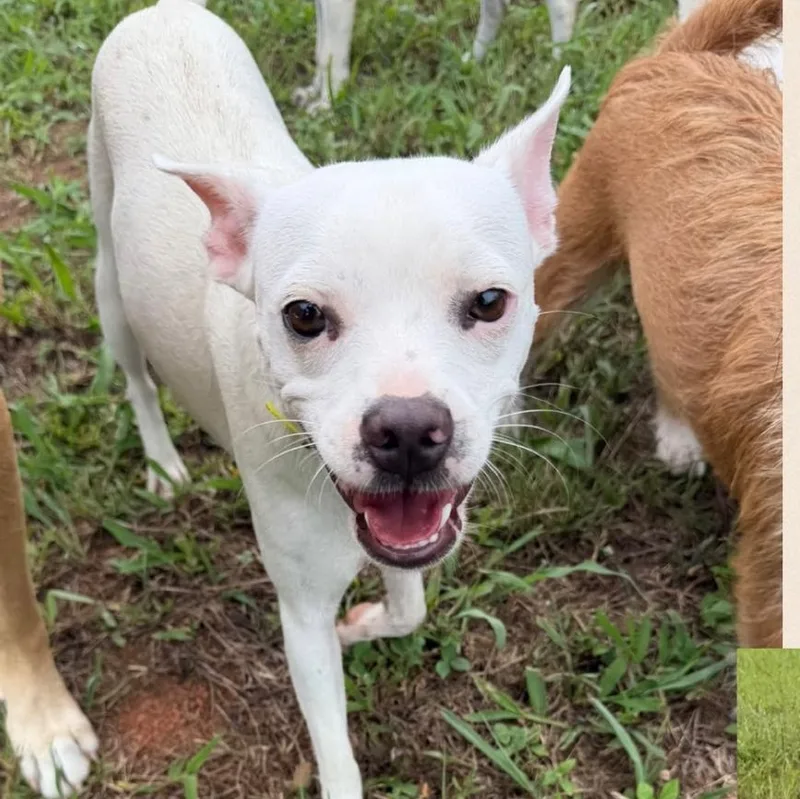 An adult small-sized female French Bulldog dog named Jasmine for adoption in Albion, NY