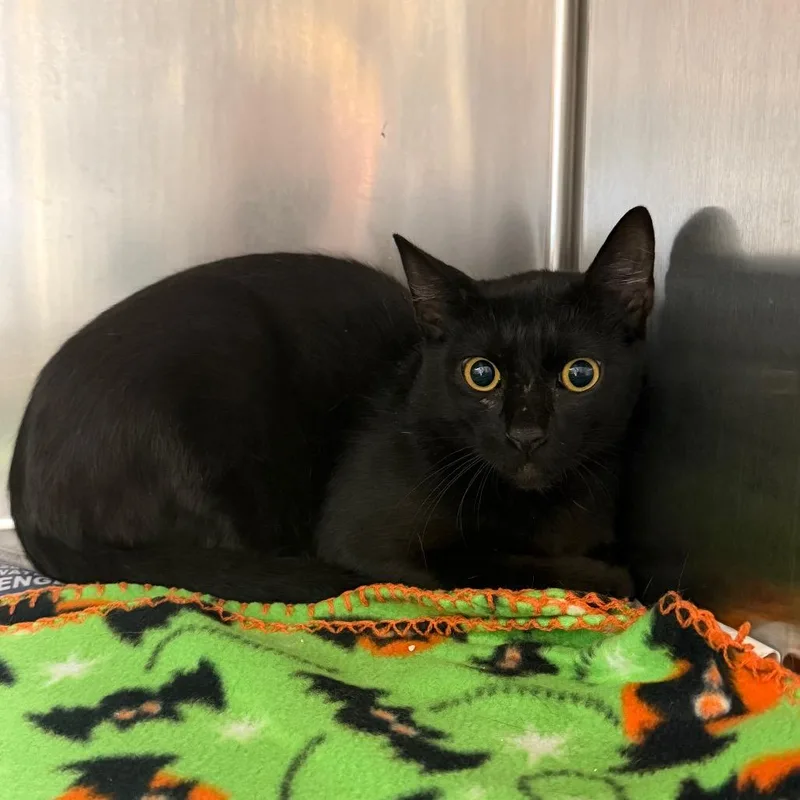 An adult medium-sized male Black Domestic Short Hair cat named Frosting for adoption in Bryan, TX