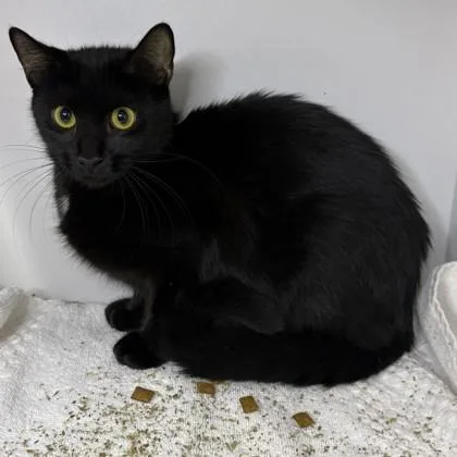 A young small-sized female Domestic Short Hair cat named Java for adoption in Savannah, GA
