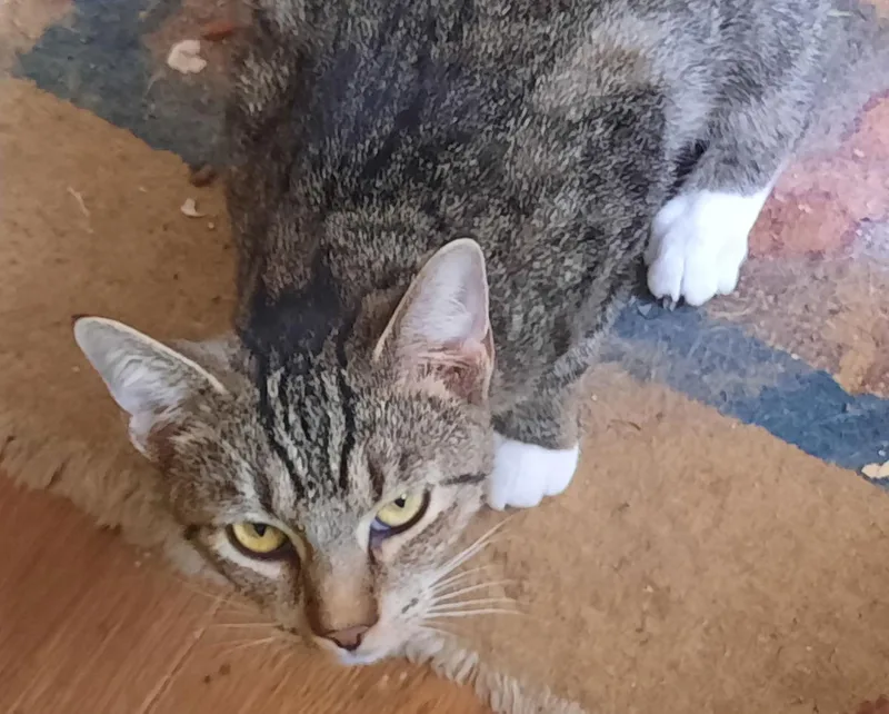 Lady Grey thumbnail 2