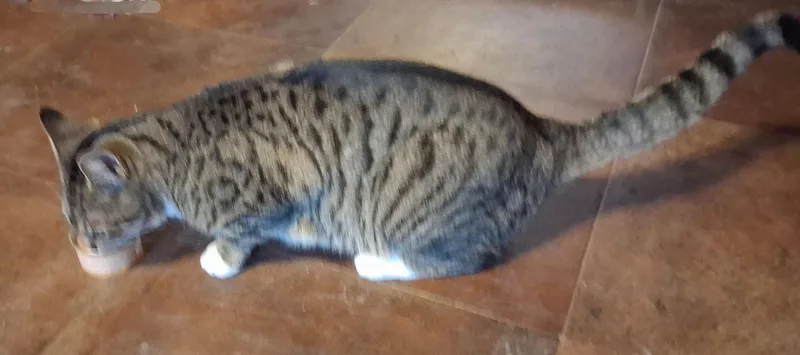 Lady Grey thumbnail 3