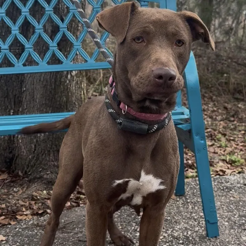 A young medium-sized female Brown / Chocolate Labrador Retriever dog named Cady for adoption in Monroeville, AL