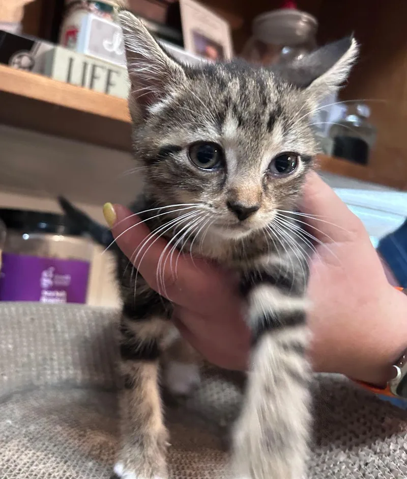 A baby medium-sized male Domestic Short Hair cat named Oakely COMING SOON for adoption in East Hartford , CT