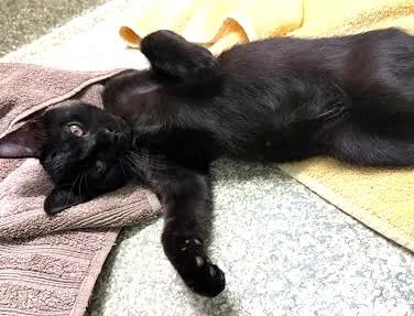 A baby medium-sized male Domestic Short Hair cat named Ted for adoption in Washington, DC