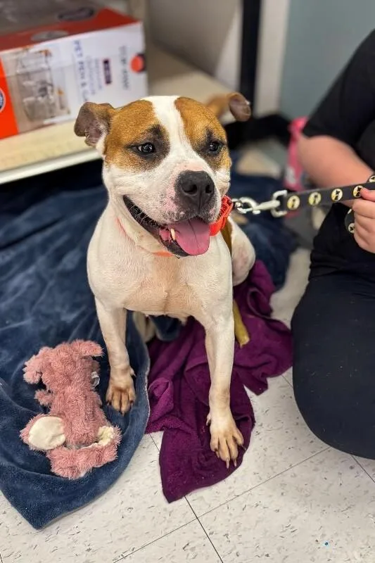 An adult large-sized female Brown / Chocolate Mixed Breed dog named Bleep for adoption in Cincinnati, OH