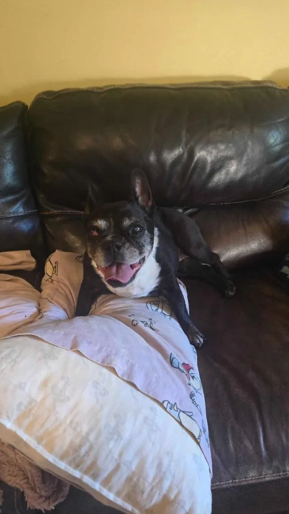 A senior small-sized female Boston Terrier dog named Noxeema Jackson for adoption in Salt Lake City, UT