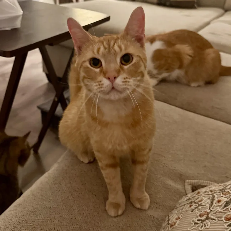 A young medium-sized male Tabby (Orange / Red) Domestic Short Hair cat named Red Beard for adoption in Richmond, VA