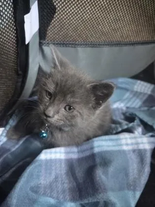 An adult small-sized male Domestic Short Hair cat named Buckwheat for adoption in Berwick, PA