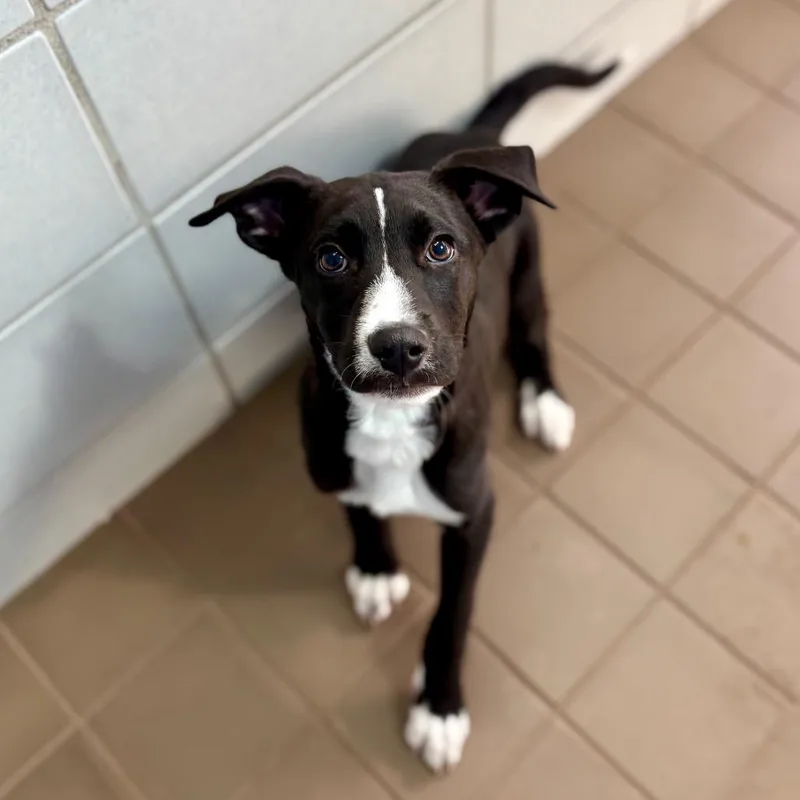 A baby small-sized male Black Mixed Breed dog named Fromm for adoption in New York, NY