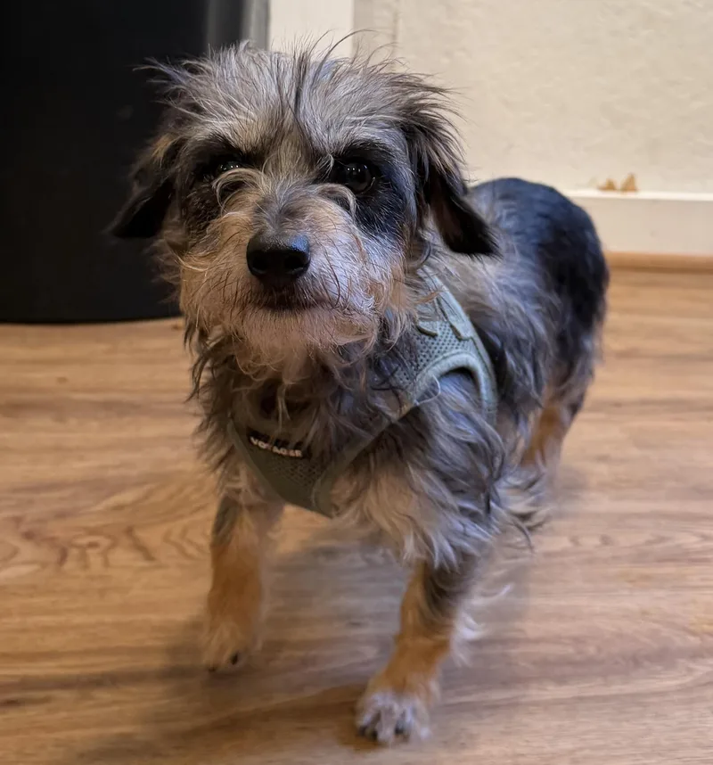An adult small-sized female Merle (Blue) Wirehaired Terrier dog named Suzy for adoption in Kings Mountain, NC