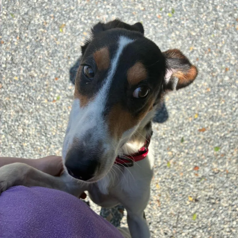 A young medium-sized male White / Cream Mixed Breed dog named Rocky Road for adoption in Fredericksburg, VA