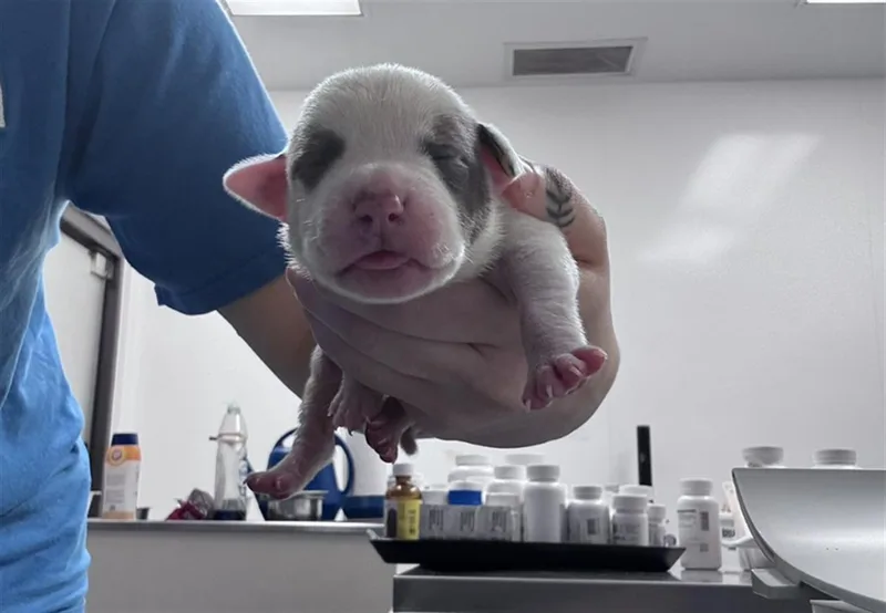 A baby small-sized male Pit Bull Terrier dog named Creek for adoption in Tulsa, OK