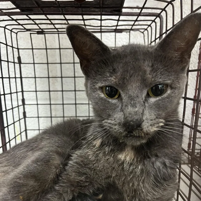 An adult medium-sized female Gray / Blue / Silver Domestic Short Hair cat named Chili for adoption in Edinburg, TX