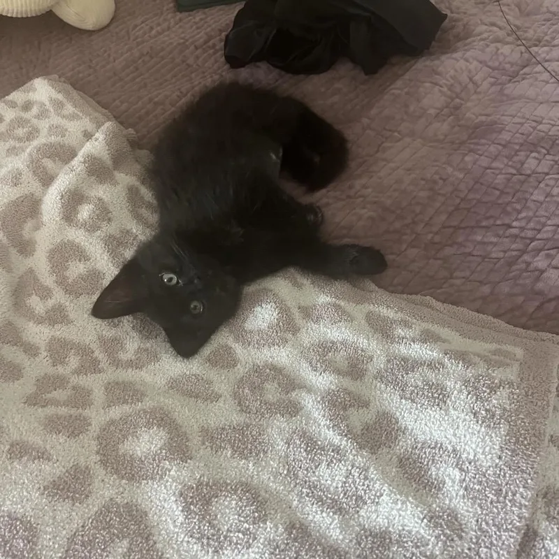 A baby small-sized female Black Domestic Medium Hair cat named Eleanore Costa Mesa Location for adoption in Chino Hills, CA