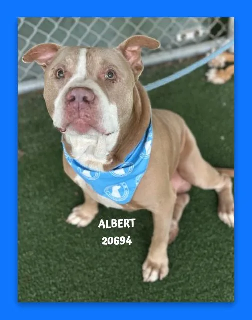 A senior large-sized male Yellow / Tan / Blond / Fawn Pit Bull Terrier dog named Albert for adoption in Marietta, GA