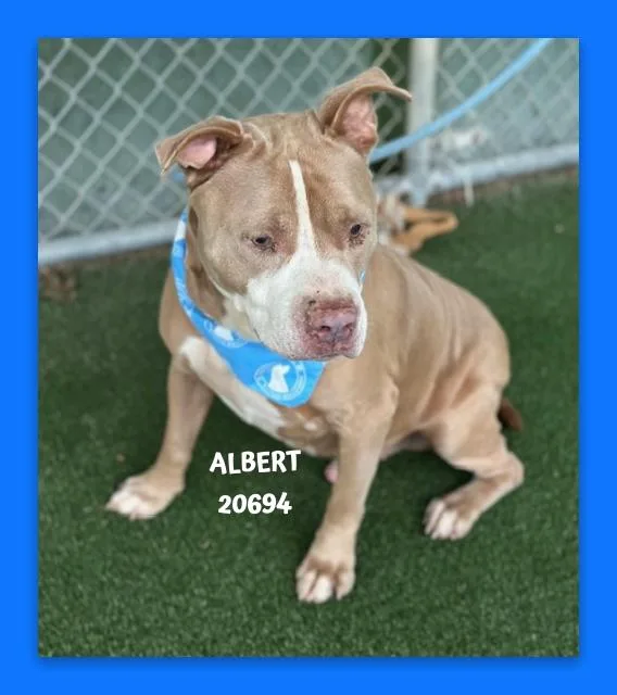 Albert thumbnail 4