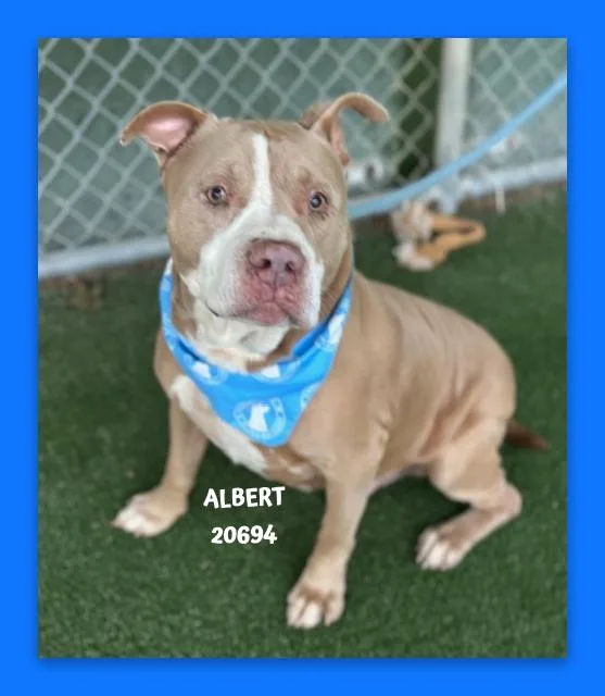 Albert thumbnail 5