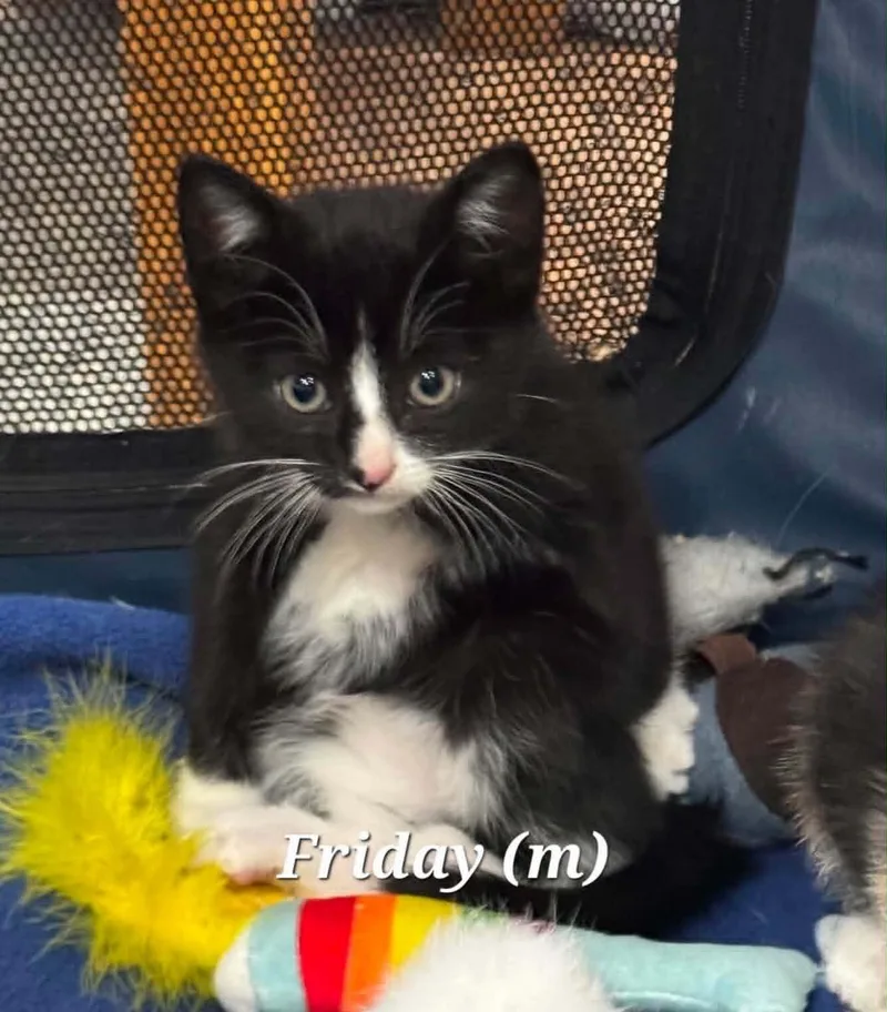 A baby medium-sized female Domestic Medium Hair cat named Weekday Crew Ct for adoption in Norwich, CT