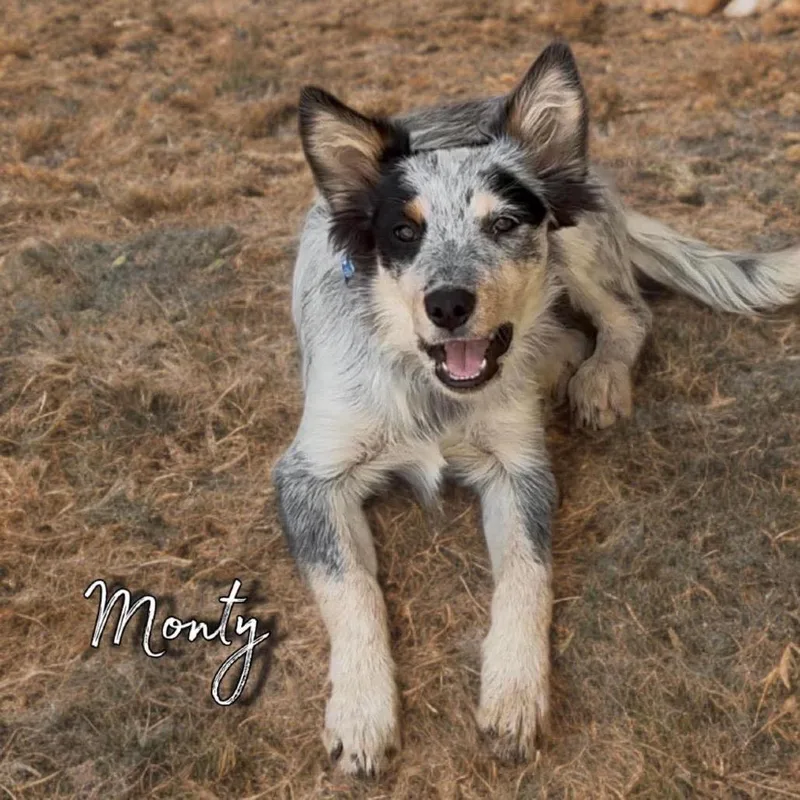 A baby medium-sized male White / Cream Australian Shepherd dog named Monty for adoption in Phoenix, AZ