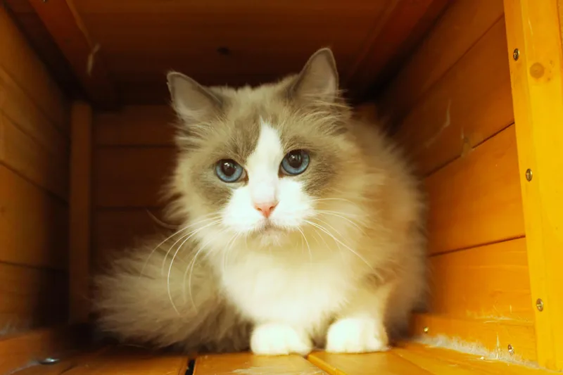 An adult medium-sized female Ragdoll cat named Pony for adoption in Urbana, OH