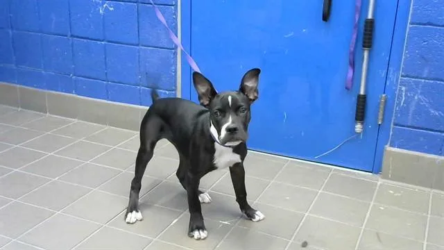 A baby small-sized female Pit Bull Terrier dog named Stevie for adoption in Albuquerque, NM